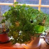kitchen herbs in a self watering plant pot with 3 compartments