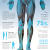 Graphic: importance of water in diet